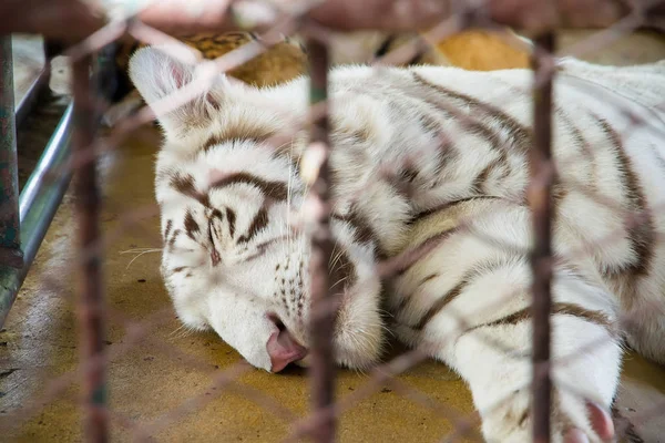 Rare white tiger sleep in the cage at Samut Prakan Crocodile Far
