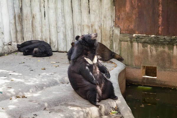 Азиатский чёрный медведь на крокодиловой ферме и зоопарке Самута Пракана, Тайл — стоковое фото