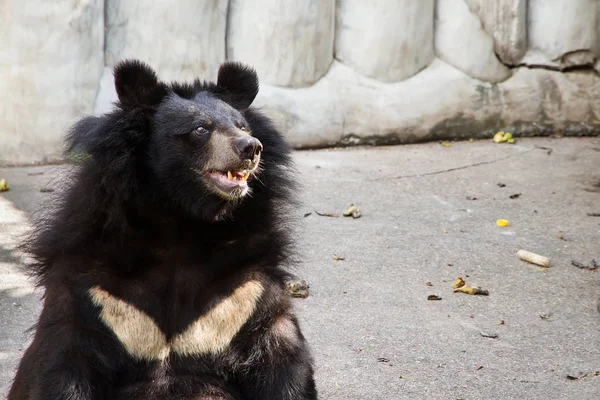 Orso nero asiatico presso Samut Prakan Crocodile Farm e Zoo, Thail — Foto Stock