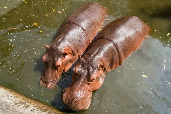 Samut Prakan timsah çiftliğinde suda yüzme su aygırı bir
