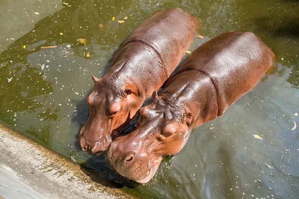 Hipopótamo nadando en el agua en Samut Prakan Crocodile Farm an — Foto de Stock