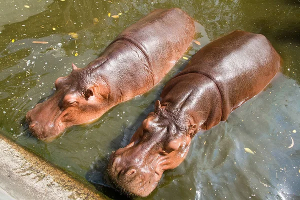 Hipopótamo nadando en el agua en Samut Prakan Crocodile Farm an —  Fotos de Stock