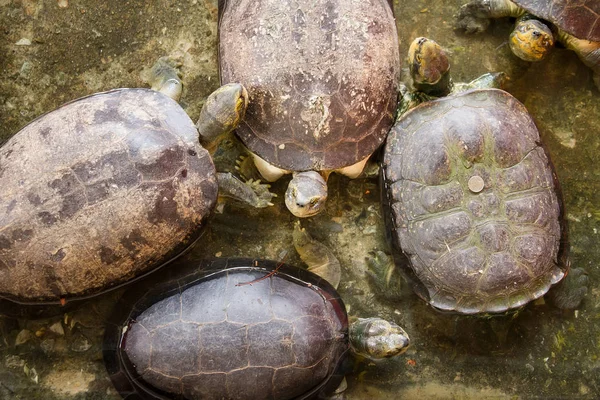 Kaplumbağa: Samut Prakan Timsah çiftliği ve Hayvanat Bahçesi, Tayland.