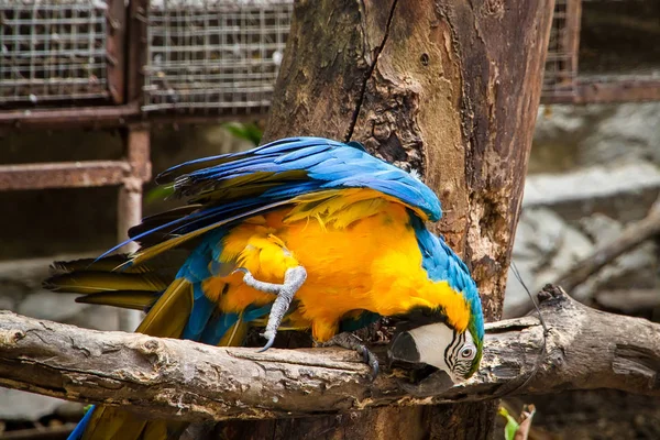 Samut Prakan Timsah çiftliği ve Hayvanat Bahçesi, inci renkli papağan kuşlara — Stok fotoğraf