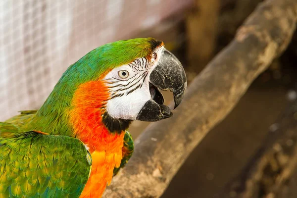 Oiseaux perroquets colorés à Samut Prakan Crocodile Farm and Zoo, Th — Photo