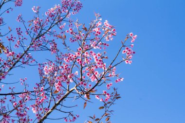 Pembe çiçekler kiraz çiçeği veya sakura çiçek ile mavi gökyüzü ile 
