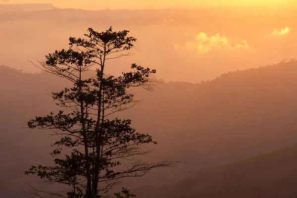 Пейзажі ранкового сходу гір між силуетом дерев — стокове фото