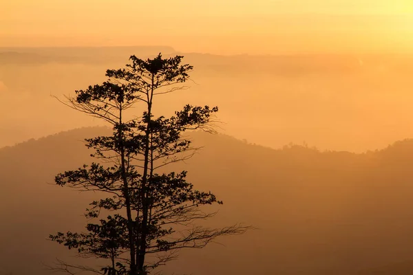 Пейзажі ранкового сходу гір між силуетом дерев — стокове фото