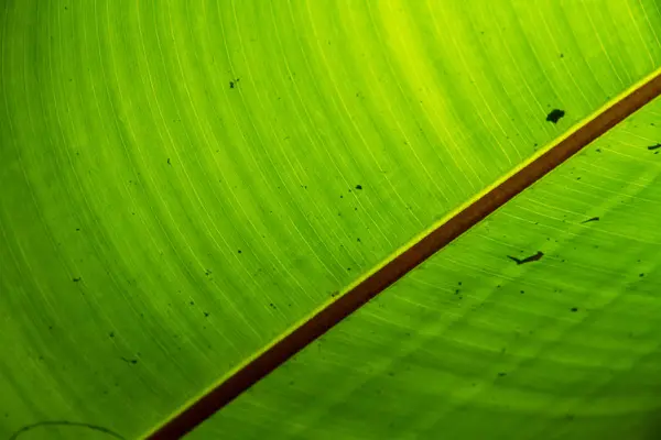 Hoja de plátano verde tiene un patrón muy agradable cuando el toque de luz i — Foto de Stock