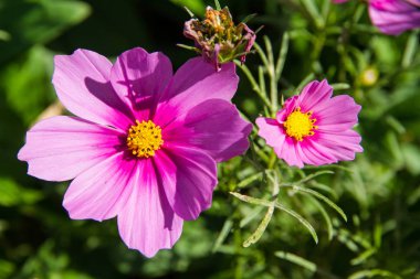 Bahçedeki kırmızı çiçek.