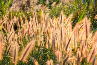 Güzel çimen çiçek alan günbatımı m sıcak güneş ışığı altında
