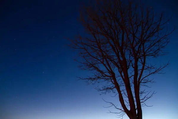 Silhouettes d'arbre au lever du soleil ciel bleu à l'horizon . — Photo