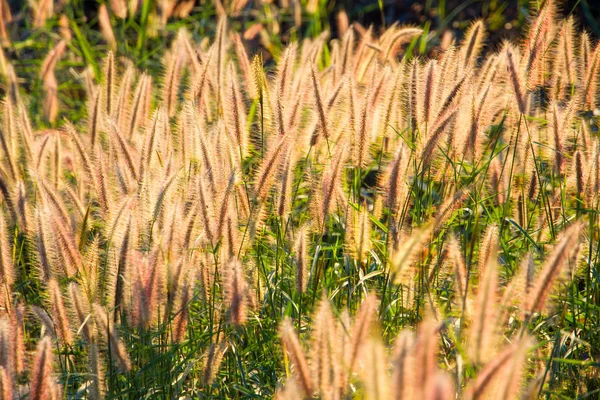 Beau champ de fleurs d'herbe sous la lumière chaude du soleil couchant m — Photo