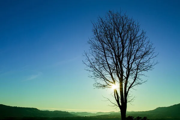 Siluetter av träd på blå himmel sunrise på horisonten. — Stockfoto