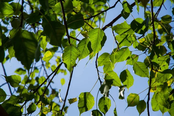 Mladí bodhi listy průsvitné slunečním záření. — Stock fotografie