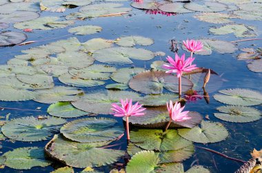 Pembe ya da kırmızı lotus çiçekleri veya pon üzerinde çiçek açan nilüfer çiçek