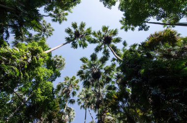Palmiye ağaçları ormanda süslemeleri.