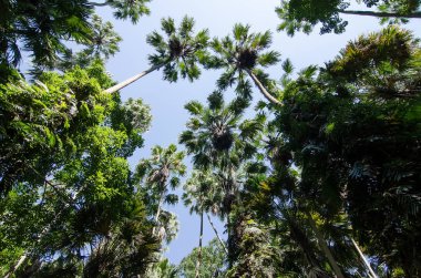 Palmiye ağaçları ormanda süslemeleri.