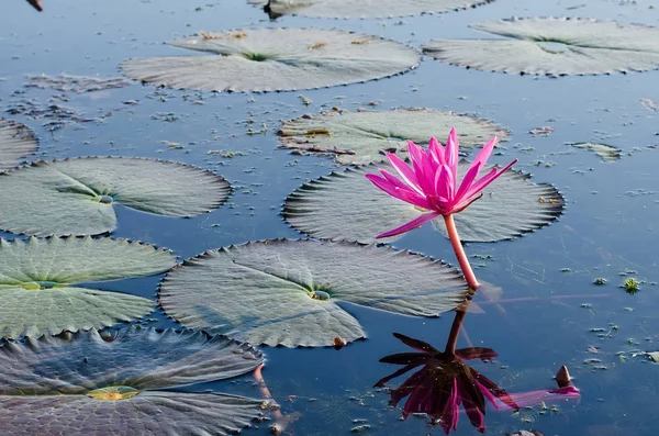Цветы розового или красного лотоса или цветущие на поне цветы водяной лилии — стоковое фото