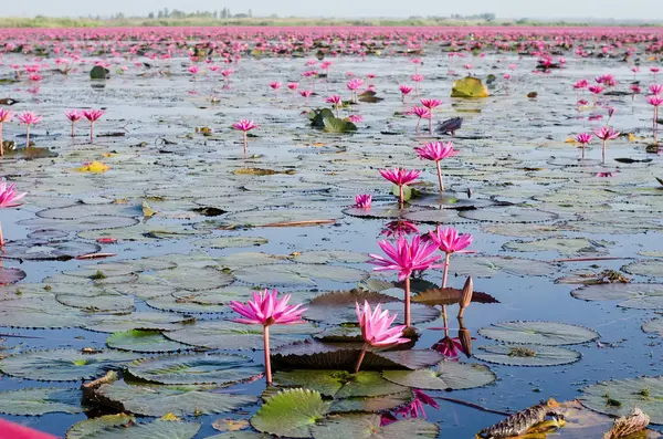 Pink or Red lotus blossoms or water lily flowers blooming on pon — Stock Photo, Image