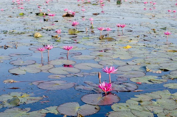 Pink or Red lotus blossoms or water lily flowers blooming on pon — Stock Photo, Image