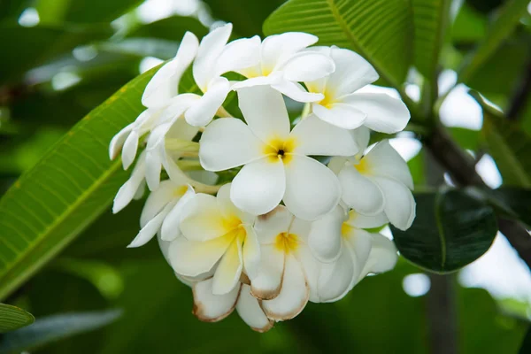 Белый плюмерия или франджипани. Запах свиньи от белой Plumeria fl — стоковое фото