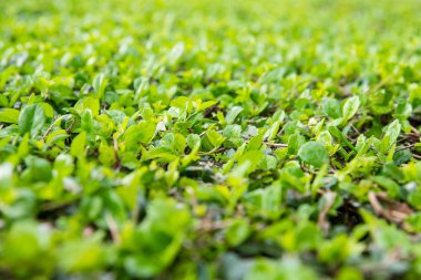 Süs çalıları, duvar çalılar açık.