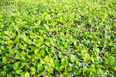 Süs çalıları, duvar çalılar açık.