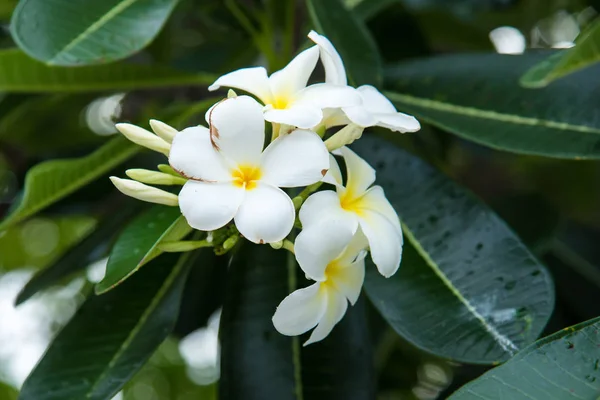 Plumeria biała lub frangipani. Słodki zapach z białego fl Plumeria — Zdjęcie stockowe