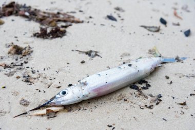 Sahilde ölü deniz balığı..