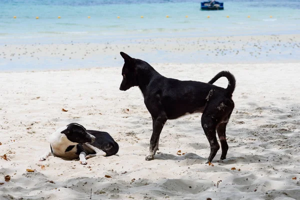 Cane sulla spiaggia dell'isola Koh Samet, Rayong, Thailandia . — Foto Stock