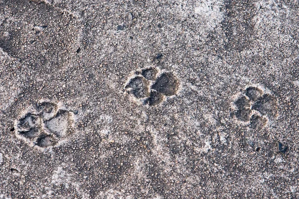 The Dog foot print on concrete floor.