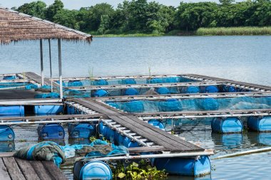 Nehir balık kafeste. Tayland.