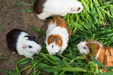 Eskiden şiling şimdi domuz Zoo.Thailand içinde yeşil çim yeme.
