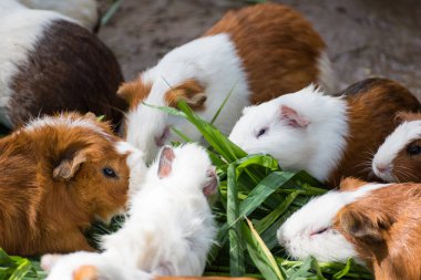 Eskiden şiling şimdi domuz Zoo.Thailand içinde yeşil çim yeme.