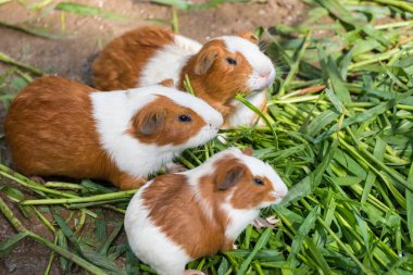 Eskiden şiling şimdi domuz Zoo.Thailand içinde yeşil çim yeme.