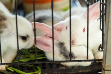 Tavşan cage.thailand.