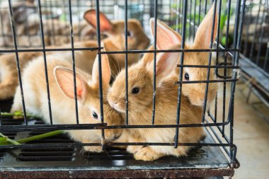 Tavşan cage.thailand.