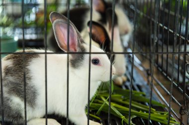 Tavşan cage.thailand.