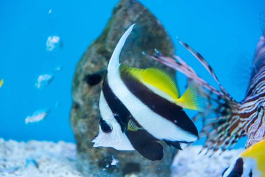 Tatlı su balığı Akvaryumu olduğunu.