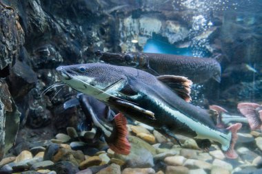 Tatlı su balığı Akvaryumu olduğunu.