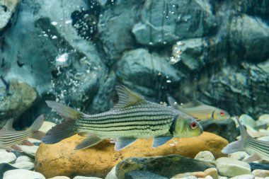 Tatlı su balığı Akvaryumu olduğunu.