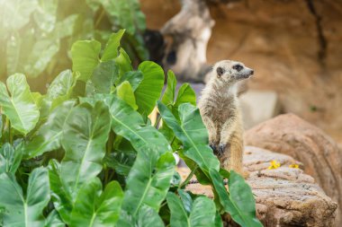 Dikkatli meerkat nöbet. Tayland.