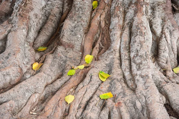 Na pozadí kořenový strom bódhi. — Stock fotografie