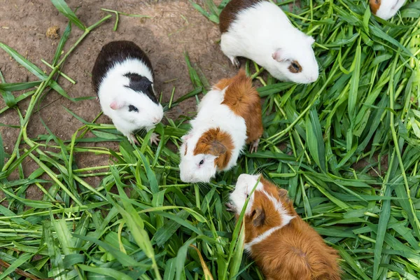 Eskiden şiling şimdi domuz Zoo.Thailand içinde yeşil çim yeme.