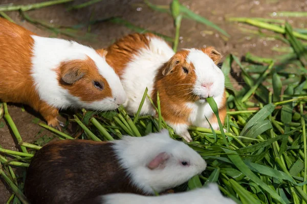 Eskiden şiling şimdi domuz Zoo.Thailand içinde yeşil çim yeme.