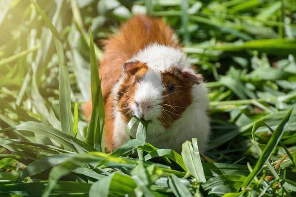 Eskiden şiling şimdi domuz Zoo.Thailand içinde yeşil çim yeme.