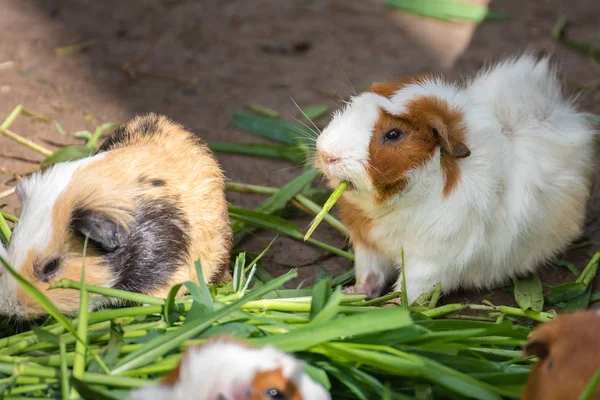 Cerdo de Guinea comiendo hierba verde en el Zoo.Thailand . — Foto de Stock