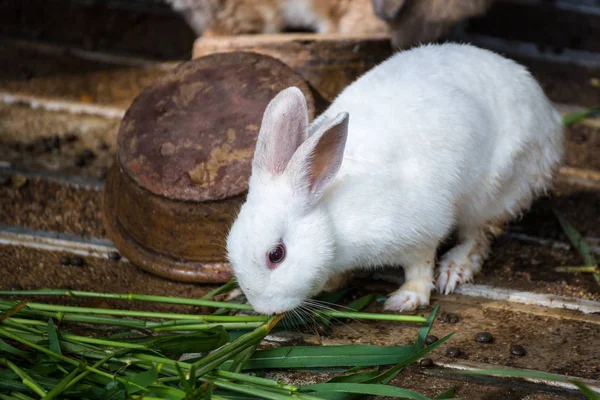 Rabbit in the cage.thThailand . — стоковое фото