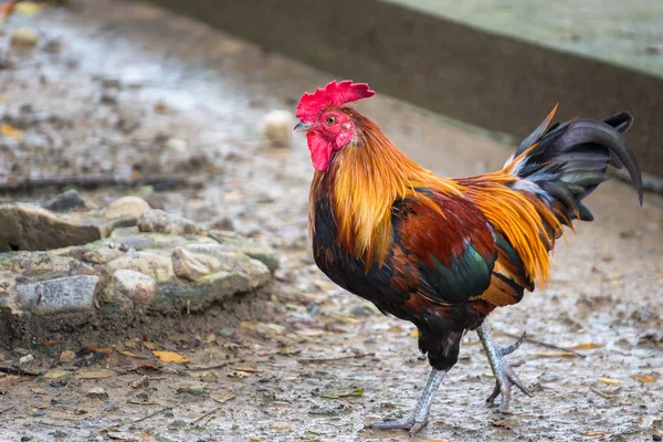 Közelkép a gyönyörű kakas. — Stock Fotó